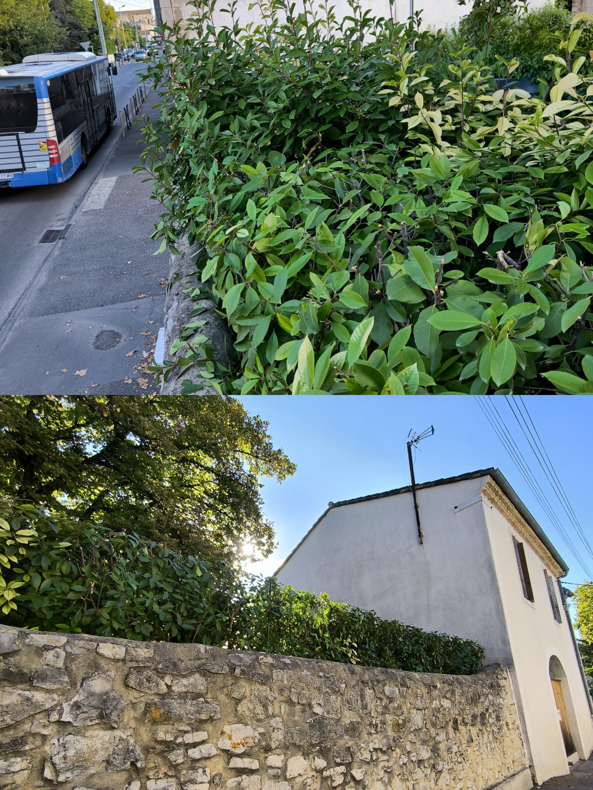 Entretien de haie